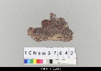 藏品(中國湖北皮影戲盔帽)的圖片